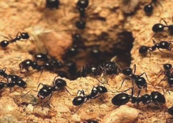 Karıncalar, kasabayı sardı: Bağlantı sınırları felç oldu