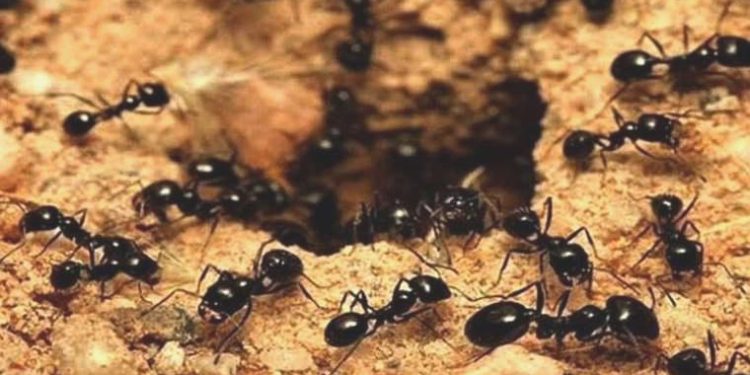 Karıncalar, kasabayı sardı: Bağlantı sınırları felç oldu