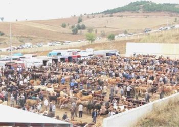 Kastamonu şap hastalığı alarmı… Canlı hayvan pazarı kapatıldı!