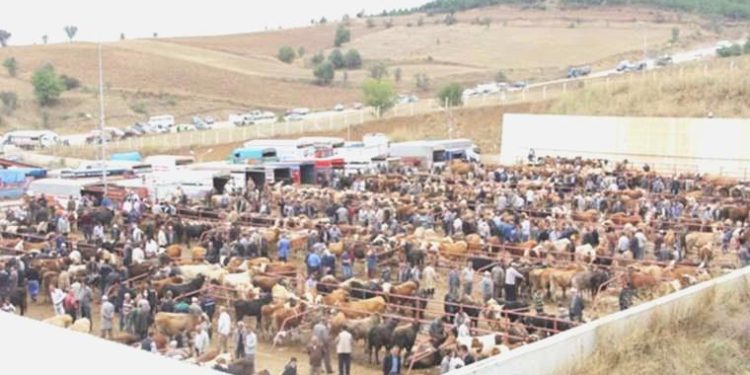 Kastamonu şap hastalığı alarmı… Canlı hayvan pazarı kapatıldı!
