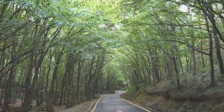 Kilis’te ormanlık alanlara giriş 1 Ekim’e kadar yasaklandı