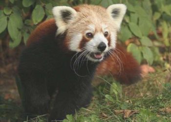 Kızıl panda yalnız kalmak için dişi pandayı terk edip kafesinden kaçtı