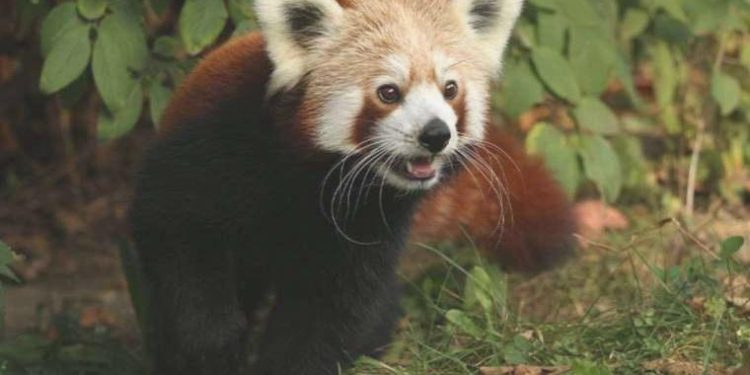 Kızıl panda yalnız kalmak için dişi pandayı terk edip kafesinden kaçtı