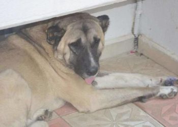 Köpeğe tekme tezi ortalık karıştırdı: İki komşu bu türlü birbirine girdi