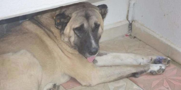 Köpeğe tekme tezi ortalık karıştırdı: İki komşu bu türlü birbirine girdi