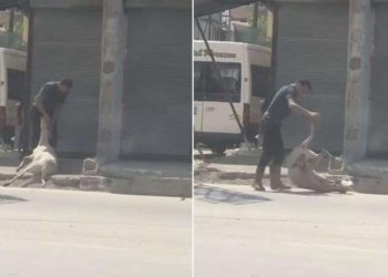 Koyunu darbedip bayıltan kasaptan pişkin savunma: Yormak için o denli yaptım