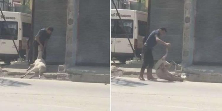 Koyunu darbedip bayıltan kasaptan pişkin savunma: Yormak için o denli yaptım