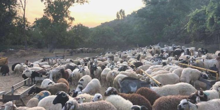 Kriz kurban pazarını da vurdu