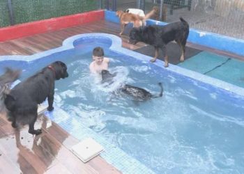 Kurban bayramında evcil hayvanlar için VIP konaklama: 350 TL’lik gecelik ücretler!