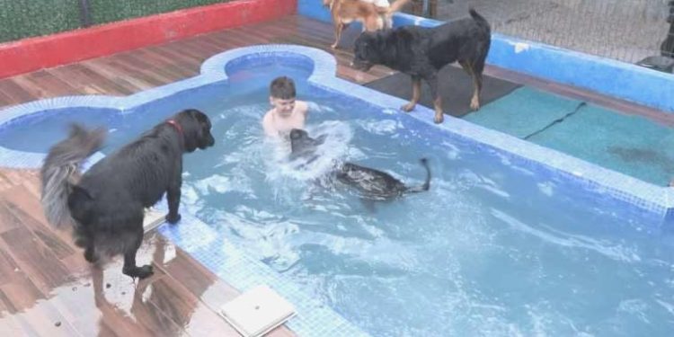 Kurban bayramında evcil hayvanlar için VIP konaklama: 350 TL’lik gecelik ücretler!