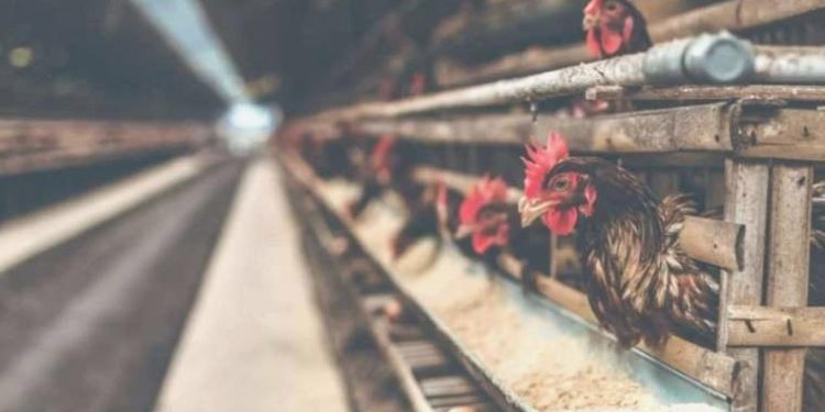 Kuş gribi ile ilgili değerli gelişme: Bulaşıcılığı engelleyen gen bulundu