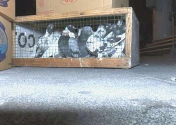 Kuş mezatı yapılan lokale silahlı taarruz: 1 meyyit, 5 yaralı