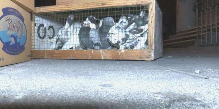 Kuş mezatı yapılan lokale silahlı taarruz: 1 meyyit, 5 yaralı