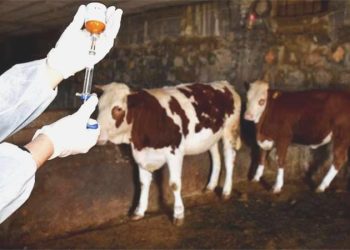 Kütahya’da şap alarmı… Hayvan pazarları önlem gayeli kapatıldı!