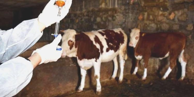 Kütahya’da şap alarmı… Hayvan pazarları önlem gayeli kapatıldı!