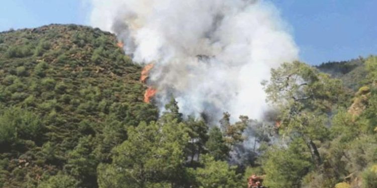 Marmaris’teki orman yangınının gerisinden cinayet çıkmıştı: Cesedin kimliği aşikâr oldu