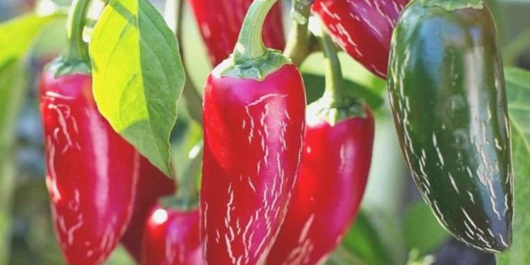 Meksika’daki kuraklık, kırmızı jalapeno kıtlığına yol açtı