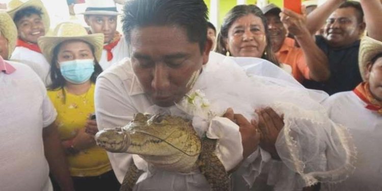 Meksikalı belediye lideri timsahla evlendi, gelinlik giydirdi, dans etti