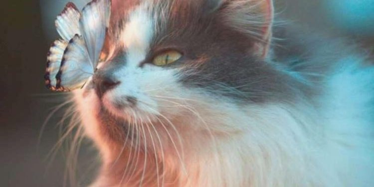 Mesken kedilerine koku alma duyusu veren burun yapısı çözüldü