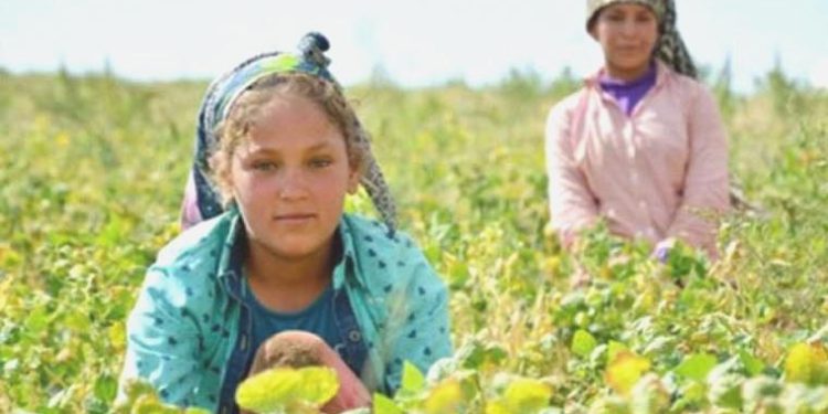 Mevsimlik tarım çalışanı çocuklar tarlalarda: ‘Gücüm yok, hangi parayla okutayım…’