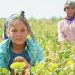 Mevsimlik tarım çalışanı çocuklar tarlalarda: ‘Gücüm yok, hangi parayla okutayım…’
