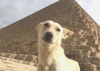 Mısır’da 16 köpek ırkının sahiplendirilmesi yasaklandı