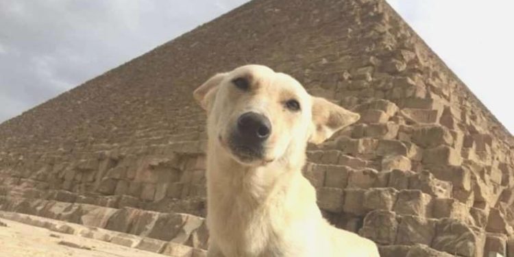 Mısır’da 16 köpek ırkının sahiplendirilmesi yasaklandı