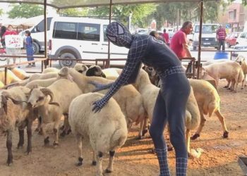 ‘Örümcek Adam’ kurban pazarlığında: ‘Dini vazifemizi yerine getirdik’