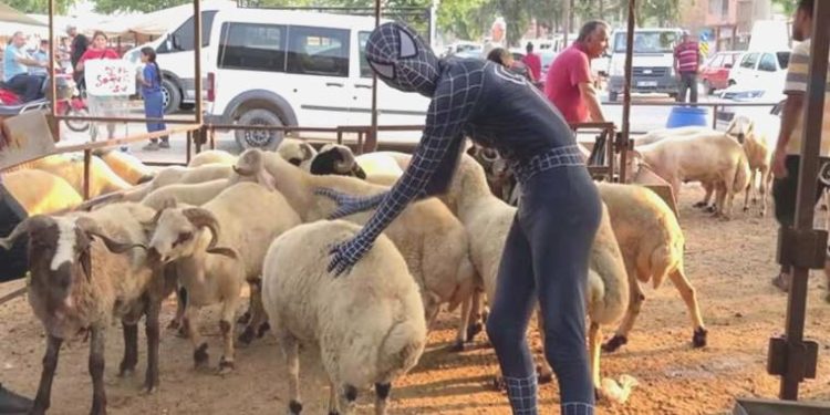 ‘Örümcek Adam’ kurban pazarlığında: ‘Dini vazifemizi yerine getirdik’