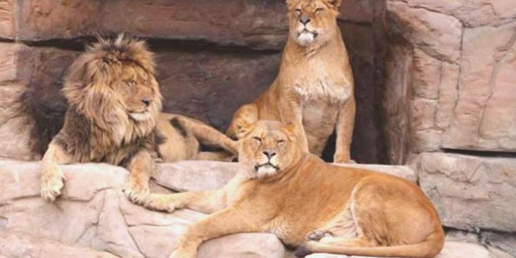 Paris’te hayvanların özgür bırakıldığı savı