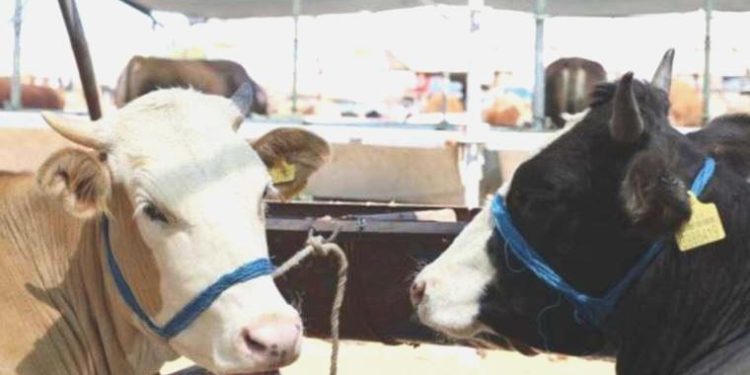 Prof. Dr. Güzin Kaban: ‘Kurbanlıkları gerilimden uzak tutun’