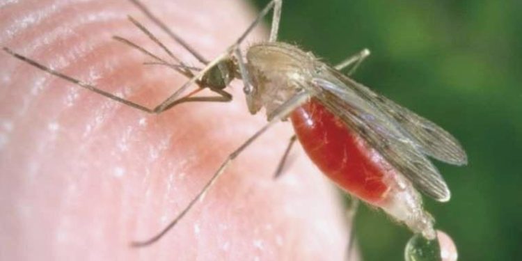 Rusya: ABD, Rus birliklerin üzerine sıtmalı sivrisinekler atmayı planlıyor