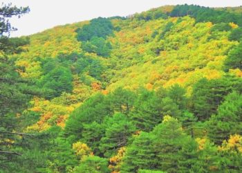 Samsun’da 4 ay boyunca ormanlık alanlara girişler yasaklandı