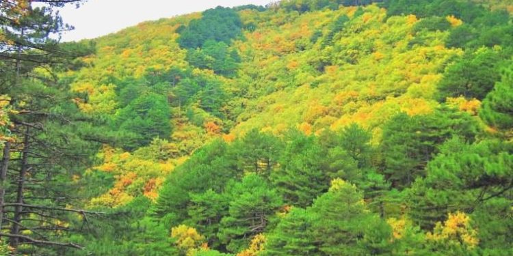 Samsun’da 4 ay boyunca ormanlık alanlara girişler yasaklandı