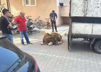 Sancaktepe’de kurbanlık danayı yakalamaya çalışan 1 kişi yaralandı