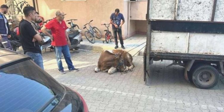 Sancaktepe’de kurbanlık danayı yakalamaya çalışan 1 kişi yaralandı