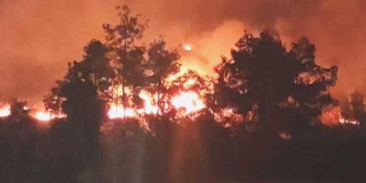 Şanlıurfa’da piknik alanında korkutan yangın!