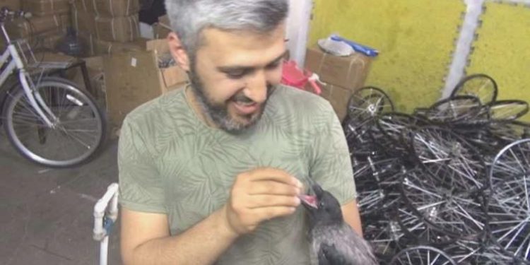 Sokaklarda gezen Kral: Beşerlerle maç izleyen karga