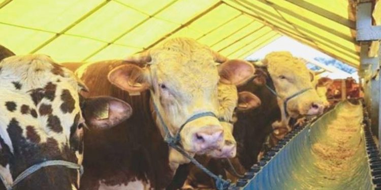 Son Dakika… Elde kalan kurbanlıkları Et ve Süt kurumu alacak