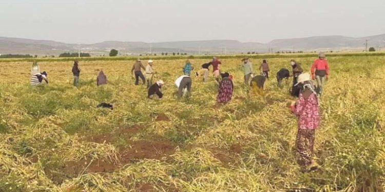 Tarım çalışanlarının beklediği fiyat tarifesi muhakkak oldu
