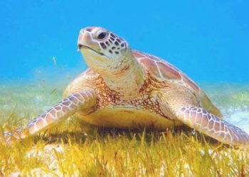 Tatilcilere ‘caretta carettalara dokunmayın’ uyarısı