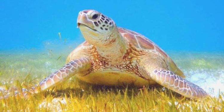 Tatilcilere ‘caretta carettalara dokunmayın’ uyarısı