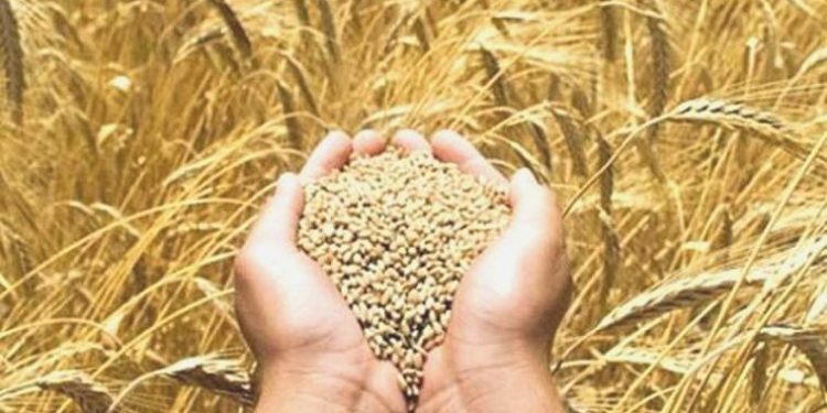 TMO hububatta arz edilen tüm eseri alacak