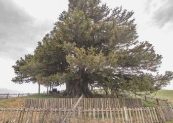 Türkiye’deki anıt ağaç sayısı 10 bin 506’ya ulaştı