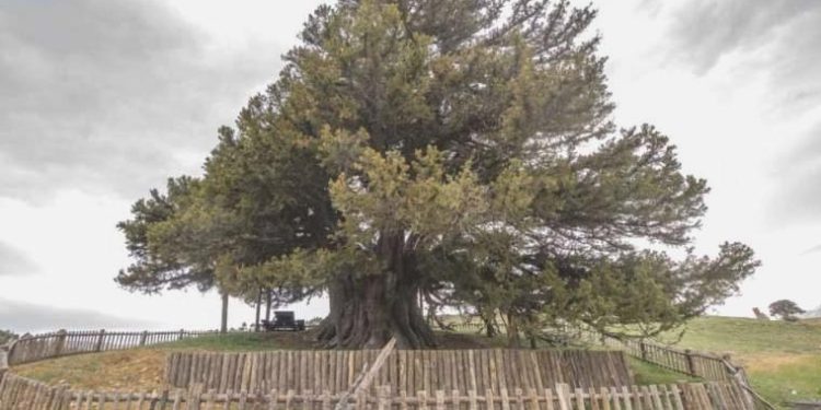 Türkiye’deki anıt ağaç sayısı 10 bin 506’ya ulaştı