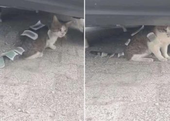 Üzerine ağda bantları yapıştırılan kedi, Üsküdar Belediyesi gruplarınca tedaviye alındı