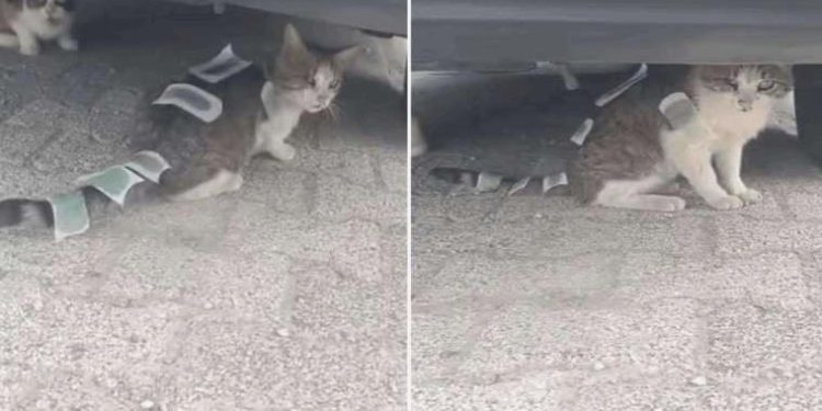 Üzerine ağda bantları yapıştırılan kedi, Üsküdar Belediyesi gruplarınca tedaviye alındı