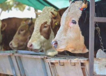 Uzmanlardan kurban bölümünde ‘salgın hastalık’ uyarısı!