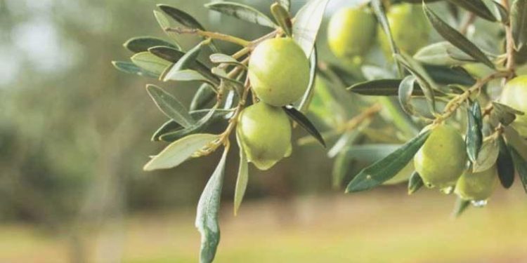 Zeytin ağaçları göz nazaran göre yandı