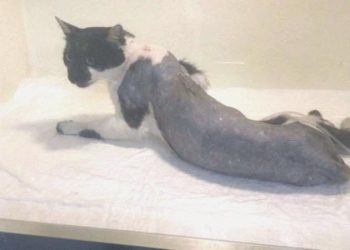 Zonguldak’ta vahşet: Tüfekle vurulan kedi felç kaldı